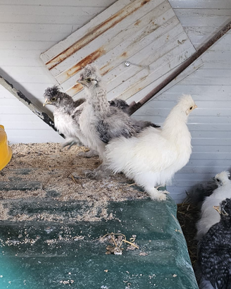 Morosetas - galline ornamentali
