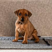 German pinscher cuccioli - pedigree ENCI