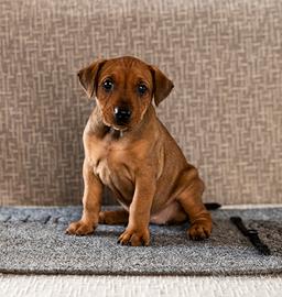 German pinscher cuccioli - pedigree ENCI