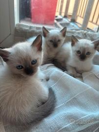Cucciolo di gatto siamese (no pedigree)