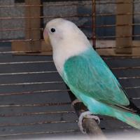 Inseparabili Fischer