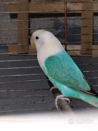 Inseparabili Fischer