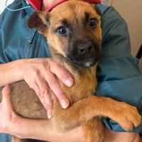 Nike cucciola meticcio taglia media