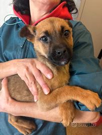 Nike cucciola meticcio taglia media