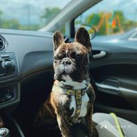 Bulldog francese per monta
