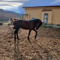 Puledra haflinger e frisona