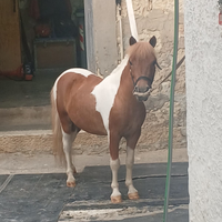 Pony pezzato