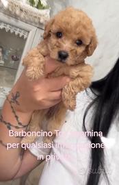 Barboncini Toy Maschio e Femmina