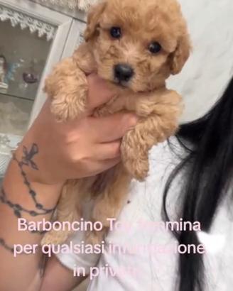 Barboncini Toy Maschio e Femmina