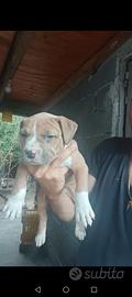 Cuccioli di america pitbull terrier