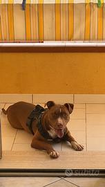 American pitbull terrier