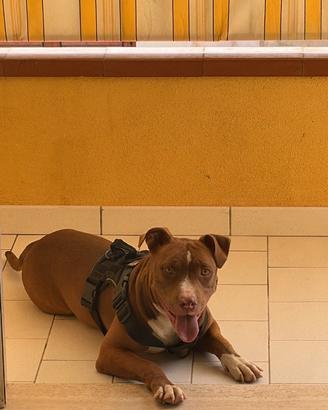 American pitbull terrier