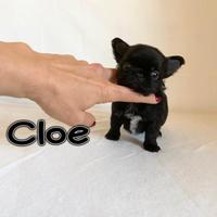 Chihuahua femmina con pedigree enci a pelo lungo