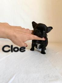 Chihuahua femmina con pedigree enci a pelo lungo