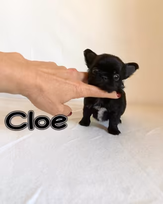 Chihuahua femmina con pedigree enci a pelo lungo