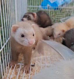 Furetto