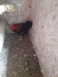 Uccelli