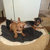 Cuccioli di pincher toy