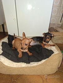 Cuccioli di pincher toy