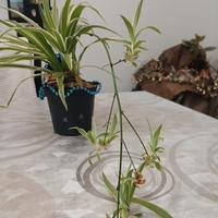 piante d appartamento 