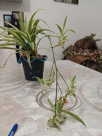 piante d appartamento 