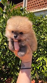 Pomerania mini mini 