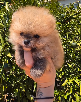 Pomerania mini mini 