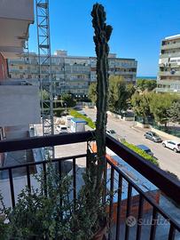 Cereus uruguayanus - cactus