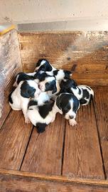 Springer Spaniel