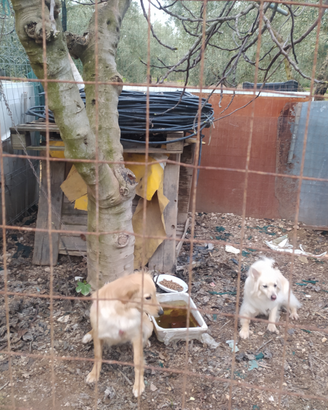 Cani d'adottare