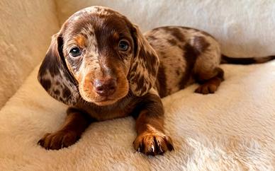 Bassotti cuccioli
