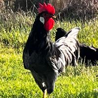 Gallo Livorno blu