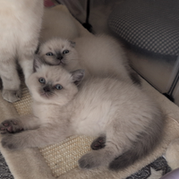 Allevamento amatoriale Scottish Fold e Scottish St