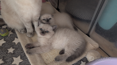 Allevamento amatoriale Scottish Fold e Scottish St