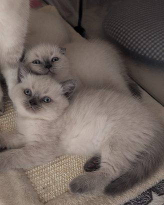 Allevamento amatoriale Scottish Fold e Scottish St
