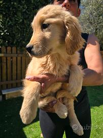 Cucciola golden retriever con pedigree