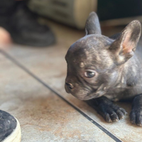 Cuccioli bulldog francese