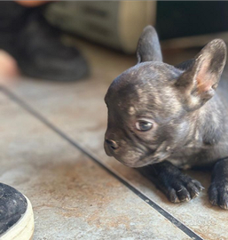Cuccioli bulldog francese