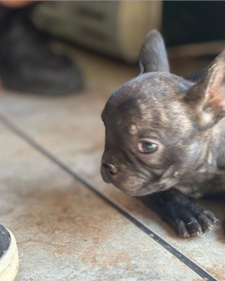 Cuccioli bulldog francese