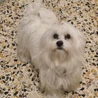 Maltese per matrimonio