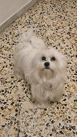 Maltese per matrimonio