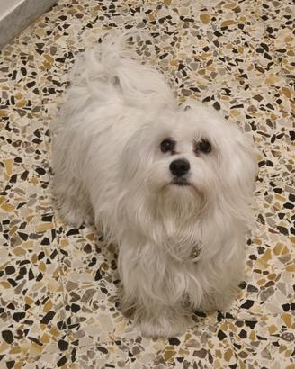 Maltese per matrimonio