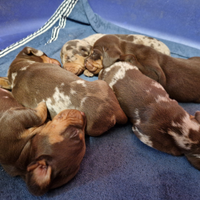 Cuccioli di bassotto per natale