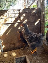 Galline Wyandotte