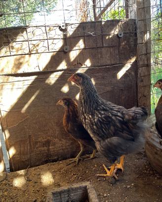 Galline Wyandotte
