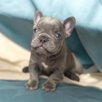 Cuccioli Bulldog francese lilac