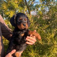 Cuccioli di Setter Gordon - genealogia da lavoro