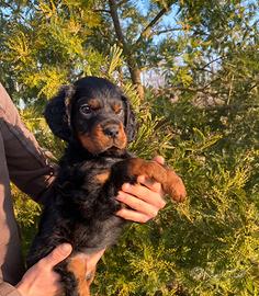 Cuccioli di Setter Gordon - genealogia da lavoro