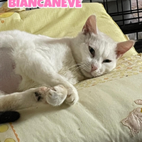 Biancaneve gattina bianca di 1 anno