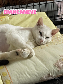 Biancaneve gattina bianca di 1 anno
